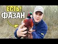 Поймал ФАЗАНА живым | ловушка ПИРАМИДА работает | ФАЗАН попался! Ловушка сработала! Охота на ФАЗАНА