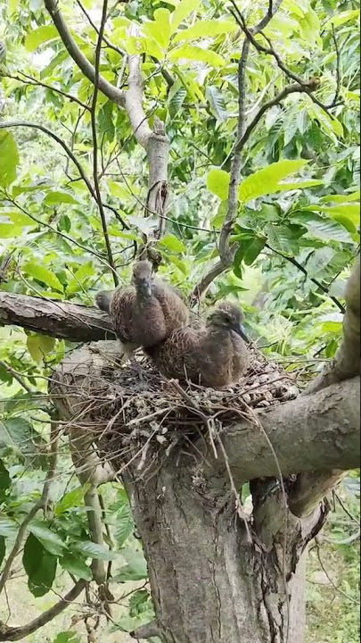 Anakan tekukur di alam liar #shorts #tekukur #kicaumania #