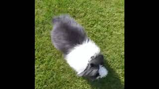 Teddy Jak Ja Pięknie Przybiegam Na Zawołanie - Fabio Z Hodowli Teddy Od Elizy