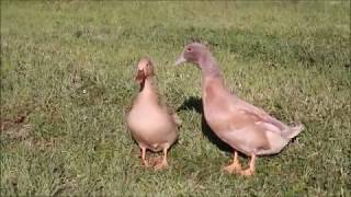 Buff Adult Ducks