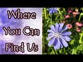 Where to Find Us (If We Have to Leave Youtube)