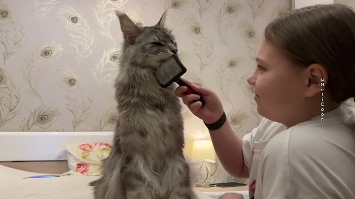 Watch the video about Spa day for the furry king 👑 #cat #gelicoon #mainecoon #cutecat #mainecooncatlovers #cutvideo