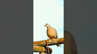 Adorable Turtle Dove #youtubeshorts #shortsviral #turtledove