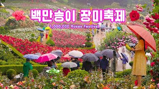 1,000,000 Roses Festival, Korea ROSE FESTIVAL 2023,  Seoul Travel Walker.