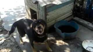 Самые смешные видео YouTube про собак! Самые смешные видео YouTube про собак!