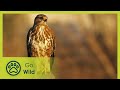 Islands of Wind and Fire - Wild Italy: Living with Volcanoes 3/3 - Go Wild