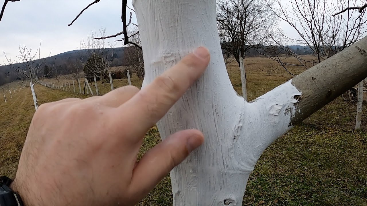 Gyümölcsfák, diófa, meszelése, miért, mivel és hogyan..