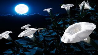 Santana - Flor De Luna (Moonflower) [Audio HQ] chords