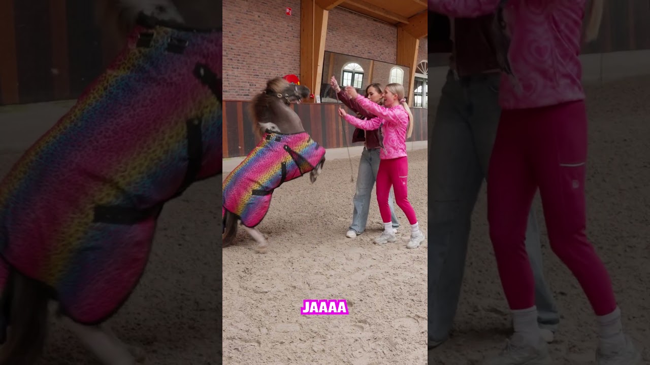 Teddy is vandaag weer chaos 😂 #horse #paarden #paardenpraattv #pony #equestrian #barbie #brittt