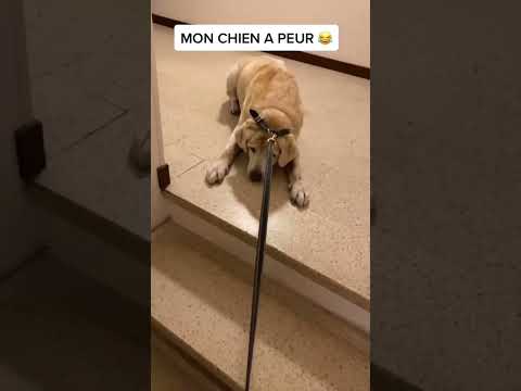 Vidéo: Pet Scoop: Un chien qui a été laissé avec une valise est adopté et les lamantins se pressent pour nager