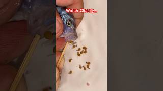 Kenyi Cichlid Releases Babies – You Won’t Believe This! #fish