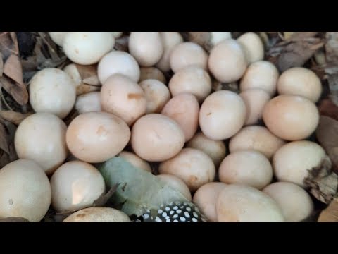 Giống gà sao nuôi hiệu quả kinh tế nha các bạn(cái kết) gái xinh cho số điện thoại