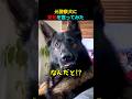 元警察犬に禁句を言ってみた #シェパード #shorts