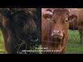 5 Health Benefits of Eating Bison mp3