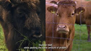 5 Health Benefits of Eating Bison