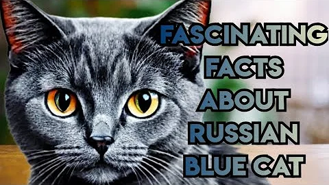 Watch the video about Meet the Russian Blue Cat