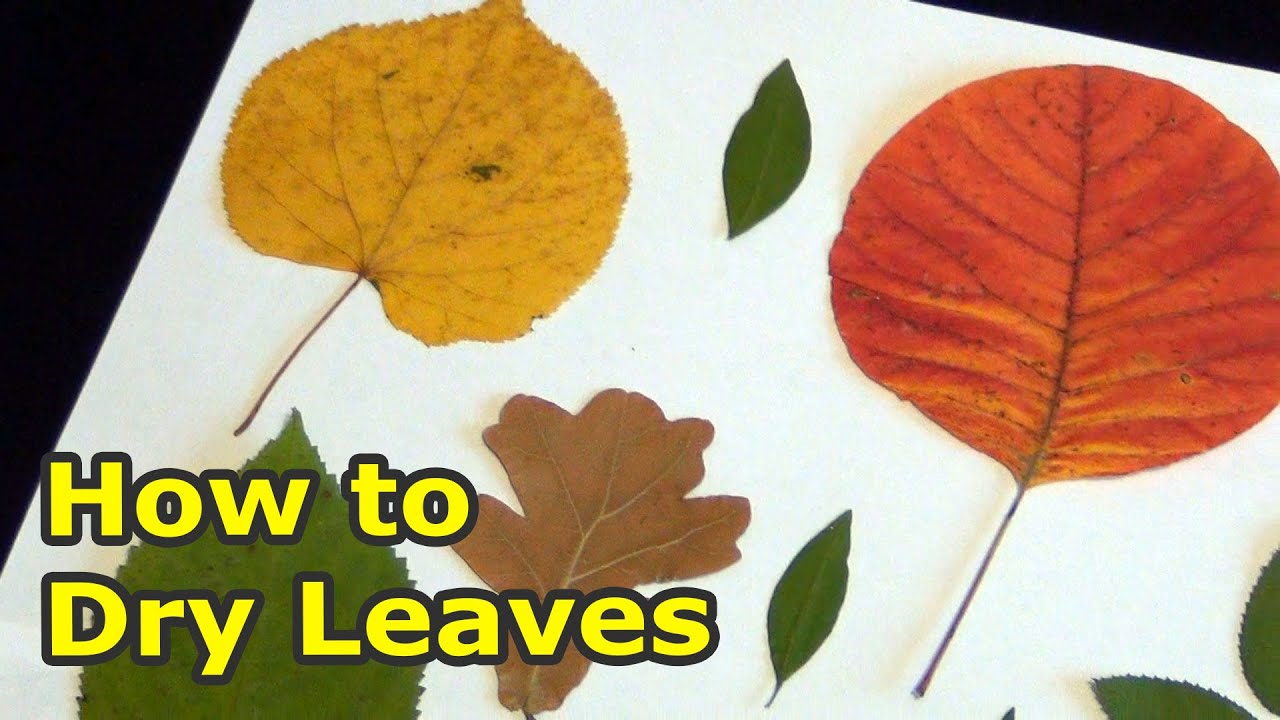 How to Dry Leaves for Crafts  How to dry the leaves of different plants  yourself 