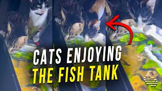 Two Cats Enjoying the Water of the Fish Tank Side by Side