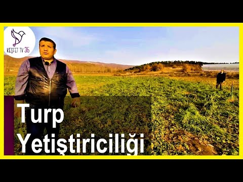 TURP EKİMİ | TURP NASIL EKİLİR? | TURP YETİŞTİRİCİLİĞİ