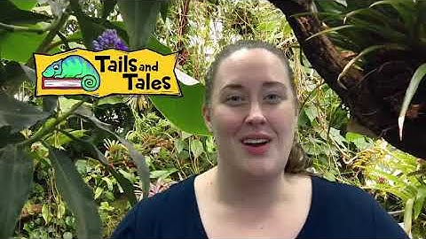 NGRL | Summer Reading Challenge 2021 Promotional Video