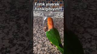 Fıstık Yiyerek Fıstık Gibiyim Şfetbeniöneçıkar Şfetedüş