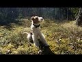 Wire Fox Terrier Owe playing の動画、YouTube動画。