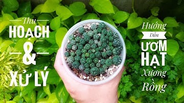 Hướng Dẫn Ươm Hạt Xương Rồng Kiểu Terrarium