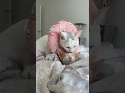 #cat #cutecat #catvideos #catlover #catkittenanimal #adorablecat #cute #catie #catty #animal #love