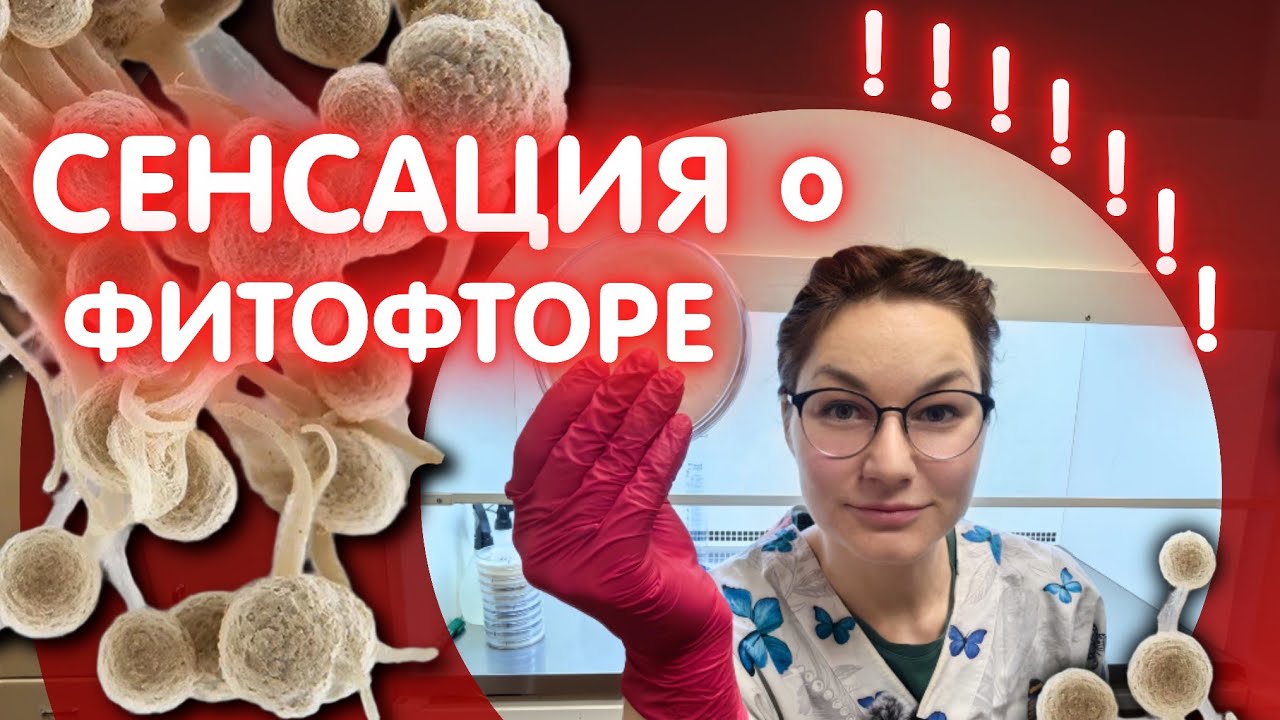 Вся правда о ФИТОФТОРЕ.