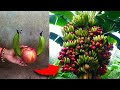 Techniques for grafting bananas fruit with apples fruit get fruit together