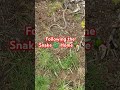 Snakes 🐍 in Yard Following 2 breeding Spot. 1 tree 1 rotted stump #lawncarenation #lawnlife #snakes