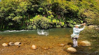 Fishing Cicada Flies for  Big Rainbow and Brown Trout!