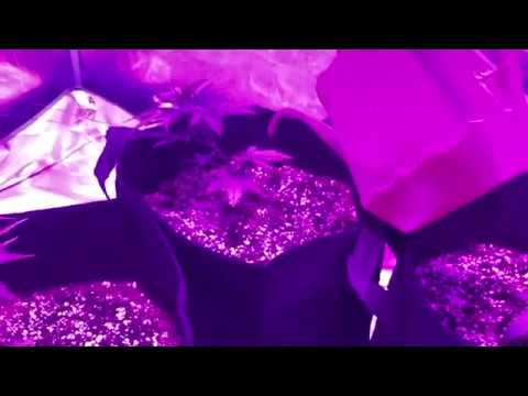 Vidéo: Cultiver Des Semis à La Maison. Partie 6