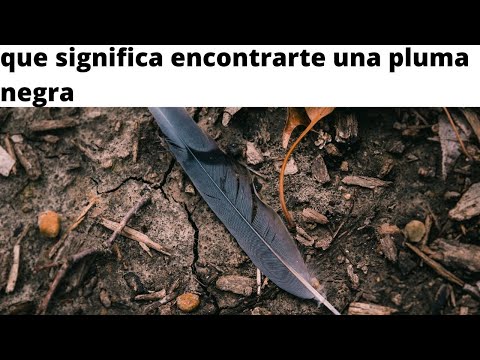 Que significa encontrarte con una pluma negra Medita con teresa El enigma espiritual detrás de la pluma negra