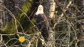 NATURE: Bald Eagles in Washington State