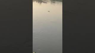 Surah Muhammad by Abdul Basit best recitation Heart touching must listen @qurantutorialacademy5721