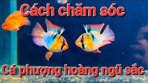 Cá phượng hoàng ngũ sắc và cách chăm sóc cho người mới nuôi cá