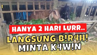 CARA MEMPERCEPAT KAMBING BETINA B!R4H! DENGAN SUNTIK HORMON