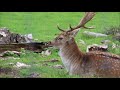 fallow deer