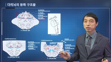 신경과학(신경해부학) 24강 다리뇌 pons 뇌교