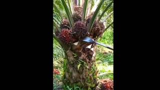 Download Lagu Impian Innova Reborn #sawit #innovareborn #manensawitpakedodos MP3