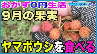 【おかず０円生活】9月の果実・ヤマボウシを食べる♪