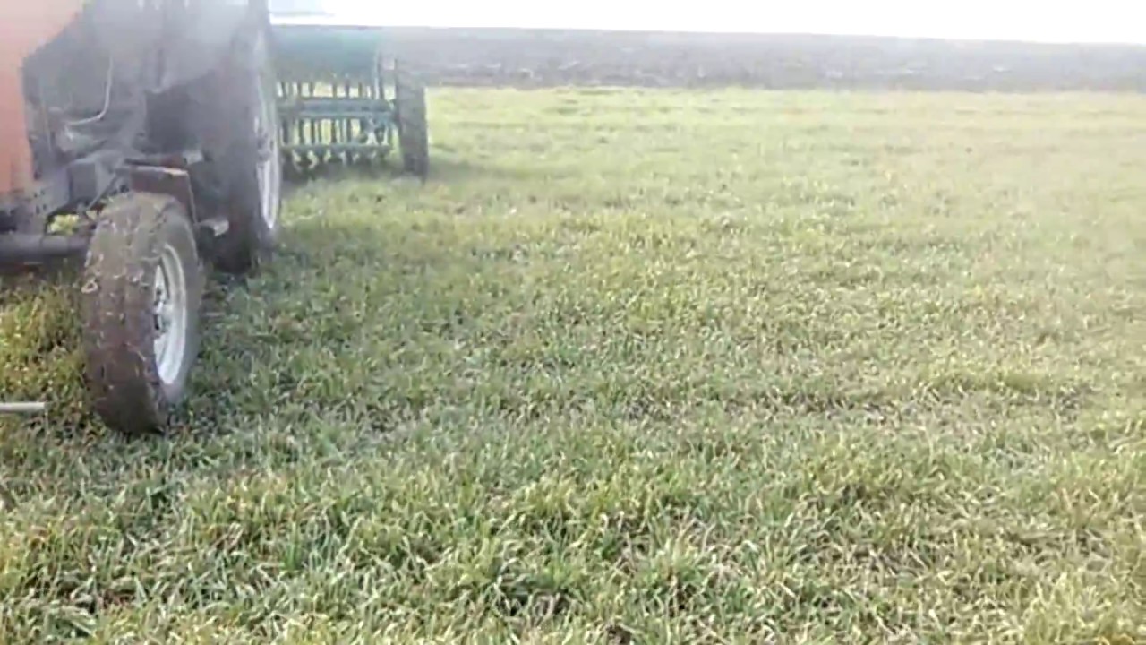 Канадская пшеница Tesla 2018