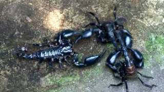 3-way scorpion fight