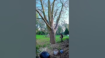 Satisfying moment of logging #satisfying  #asmr  #tree  #oddlysatisfyingvideo  #fypシ
