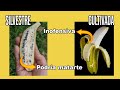 ASOMBROSO !!! Frutas y hortalizas CREADAS POR EL HOMBRE (No existen en la naturaleza)