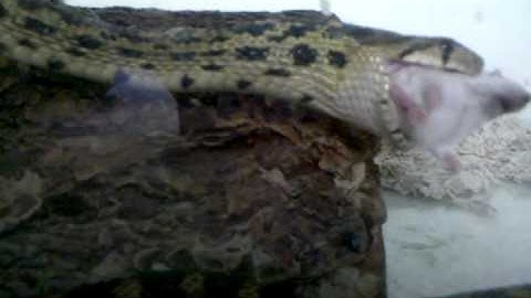 Gopher snake eating mouse backwards #2