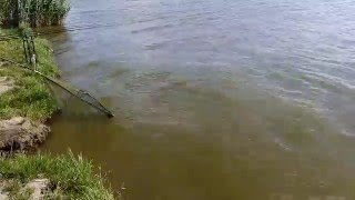 Merenye 2015, 20.3Kg1