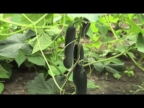 Vidéo: Comment Obtenir Une Bonne Récolte De Concombres