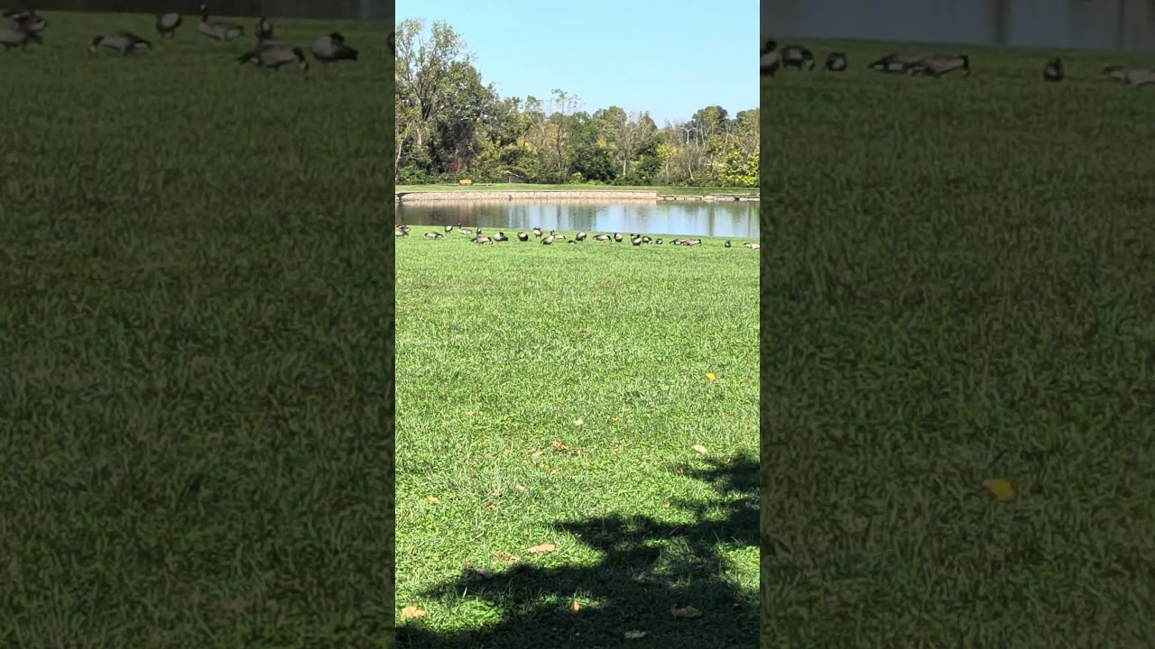 Flock of Canadian Geese at Delco Park!  I guess around 100! (2026) #shorts #drockingfish